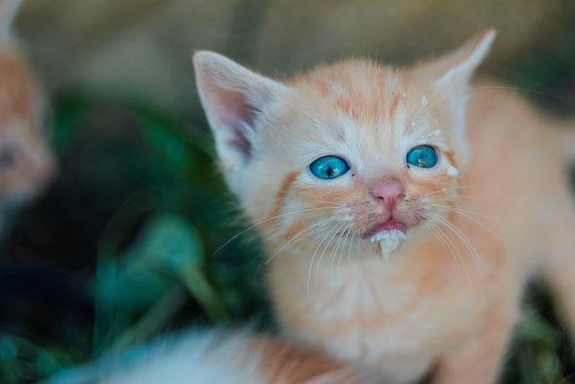 Ginger Kittens