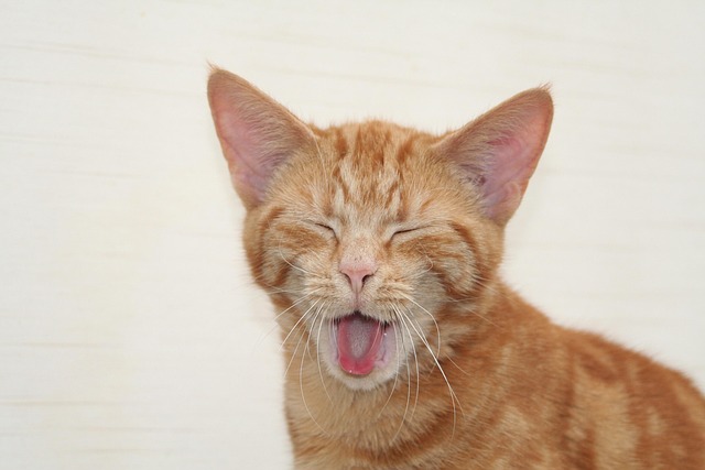 Ginger Kittens