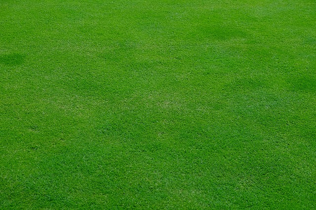 lawn-care-640x480-25778634.jpeg