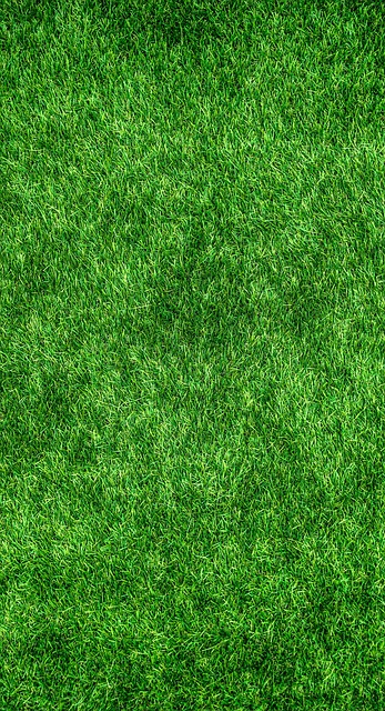 lawn-care-640x480-78660911.jpeg