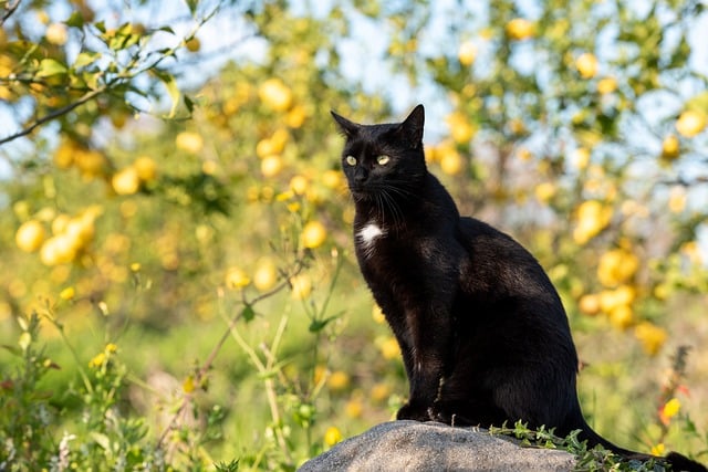 marmalade-cats-640x480-95610050.jpeg