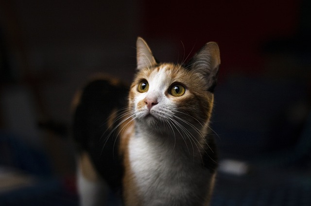 Marmalade Felines