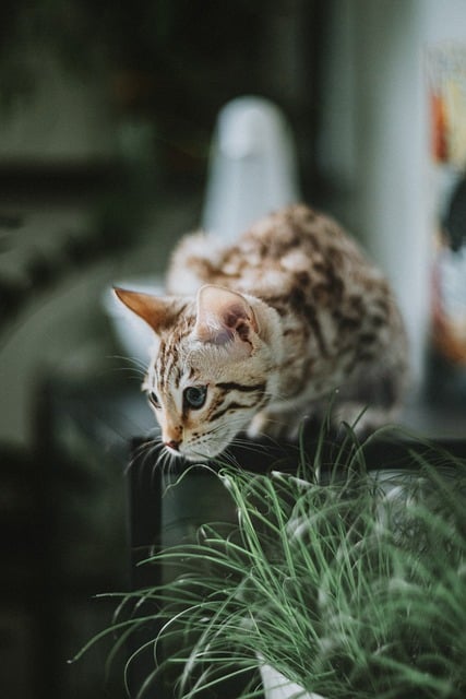Marmalade Felines