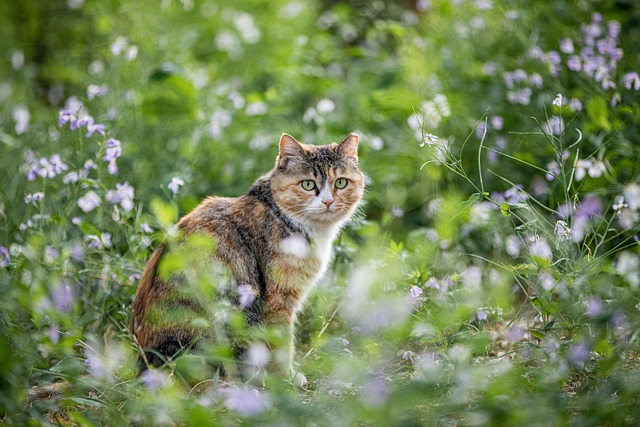 marmalade-felines-640x480-24300086.jpeg