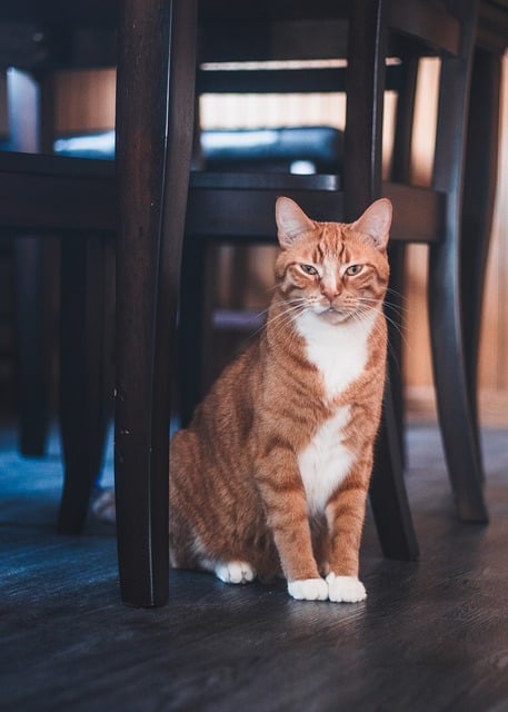 Marmalade Felines