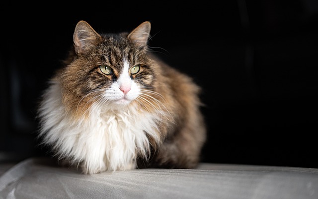 Marmalade Felines