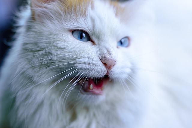 Marmalade Felines