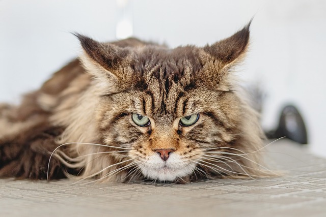 Marmalade Felines