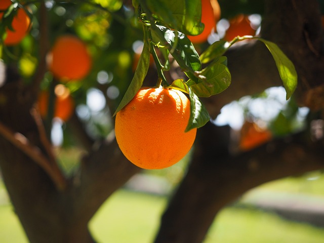 Orange Cat Resources
