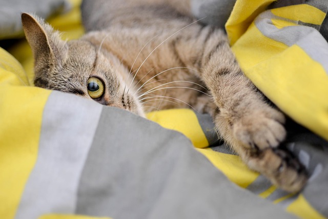 Orange Cats