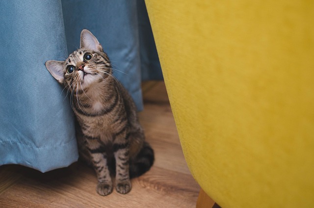 Orange Cats