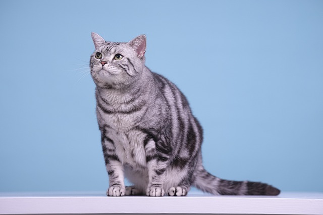 orange-felines-640x480-52708141.jpeg