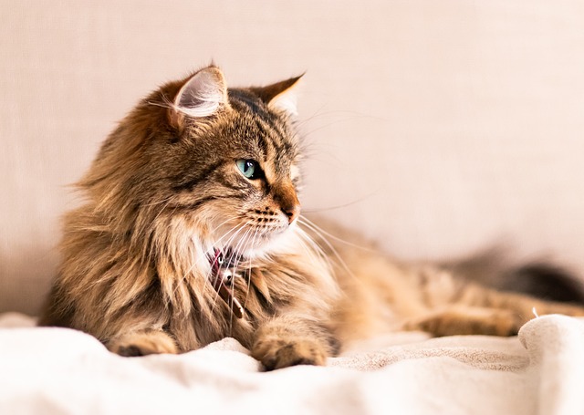 Orange Felines