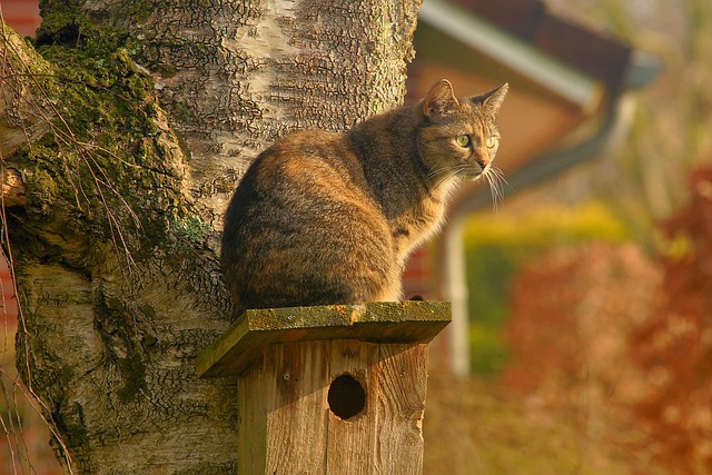 orange-kittens-640x480-32717993.jpeg