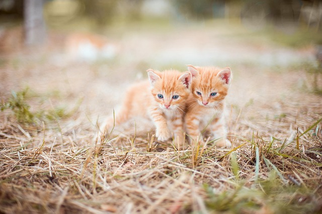 Orange Kittens