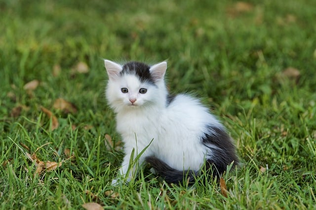 orange-kittens-640x480-58557985.jpeg