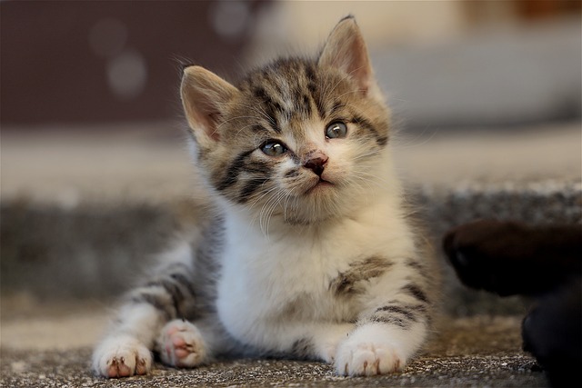 Orange Kittens