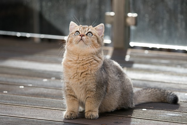 Orange Tabby