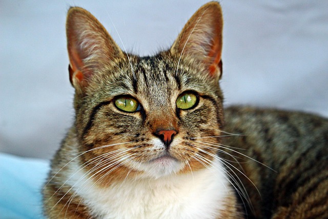 Orange Tabby