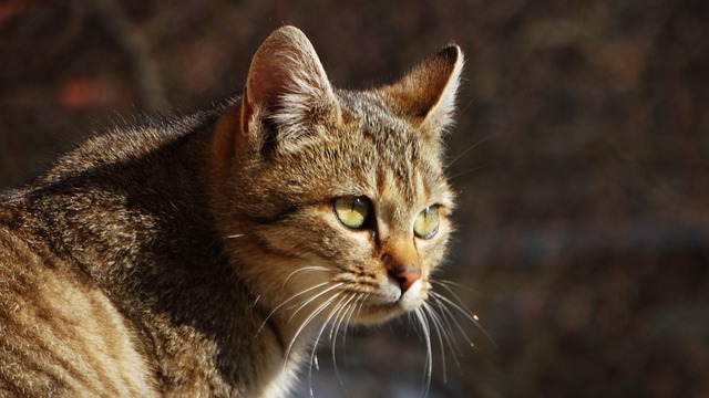 Orange Tabby Cats