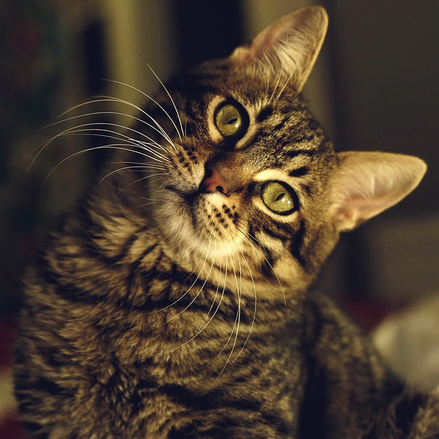 orange-tabby-cats-640x480-55935816.jpeg