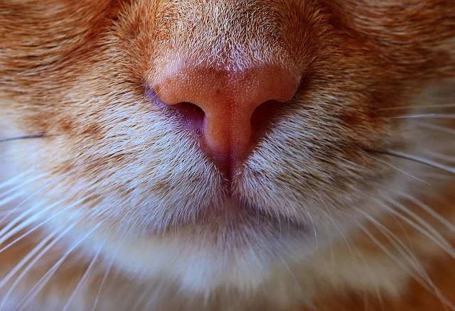 Orange Tabby Cats