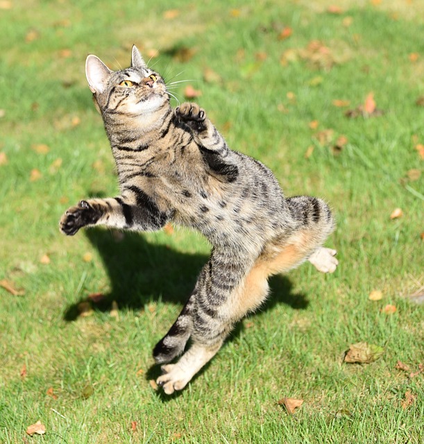 orange-tabby-cats-640x480-75087299.jpeg
