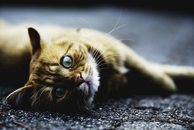 Orange Tabby Kitten