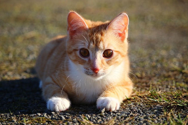 Orange Tabby Kitten