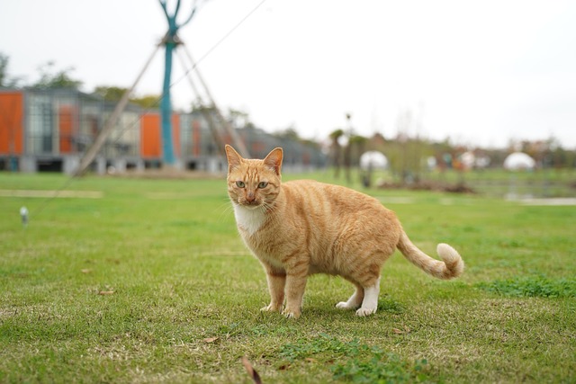 Orange Tabby Kitten