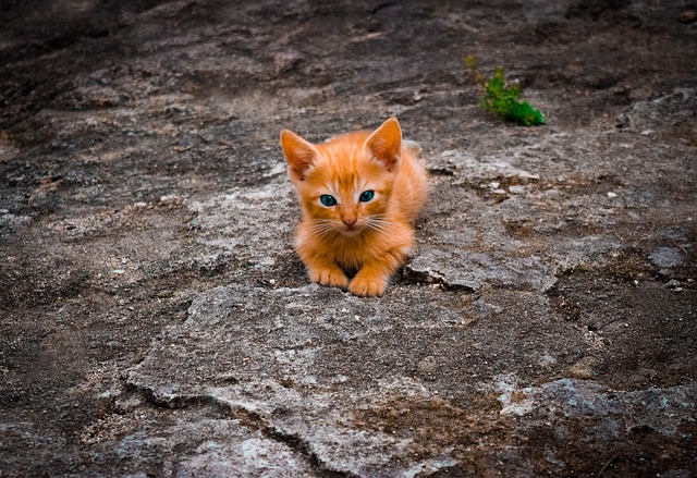 Orange Tabby Kitten