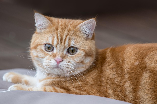 Orange Tabby Kitten