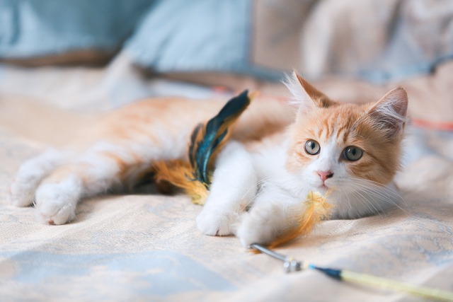 Orange Tabby Kitten