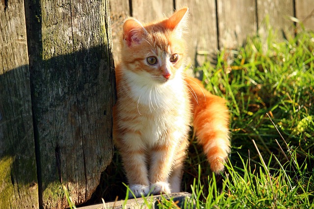 Orange Tabby Kitten