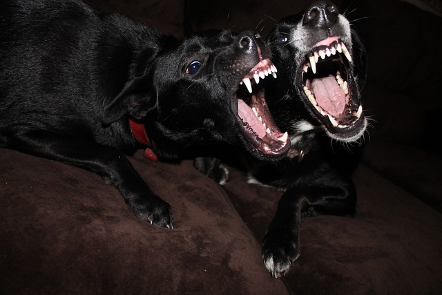 teeth whitening