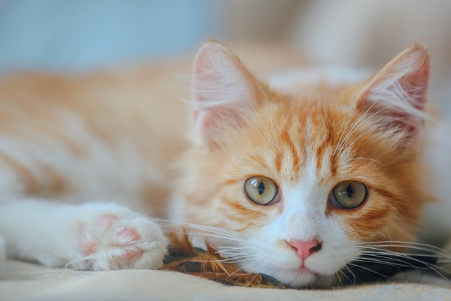 Adorable Orange Tabbies