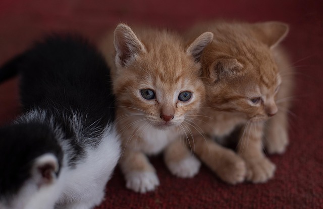Adorable Orange Tabbies