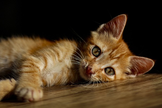 Adorable Orange Tabbies