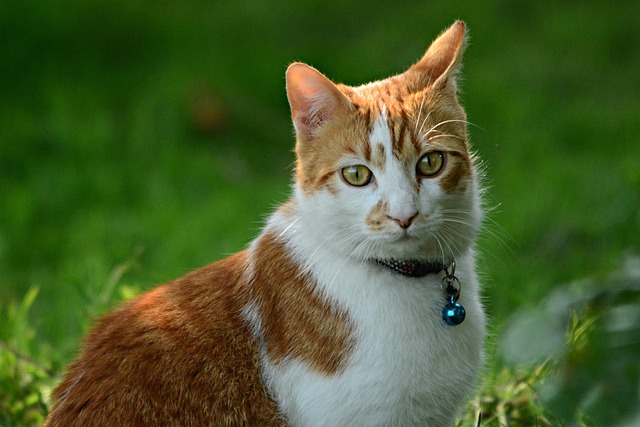 Awesome Ginger Cats