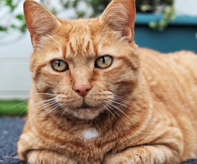 Awesome Ginger Cats
