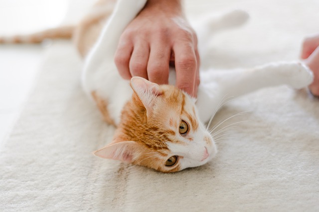 Awesome Orange Cats