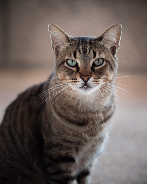 awesome-orange-tabbies-640x480-60816324.jpeg