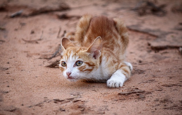 Beautiful Orange Tabby Cats