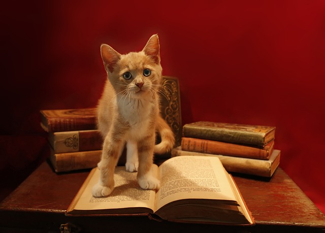 Beautiful Orange Tabby Cats