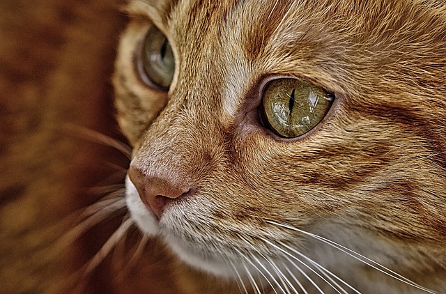 Beautiful Orange Tabby Cats
