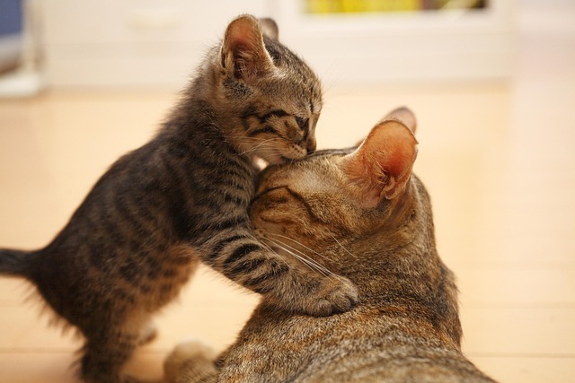 Beautiful Orange Tabby Cats