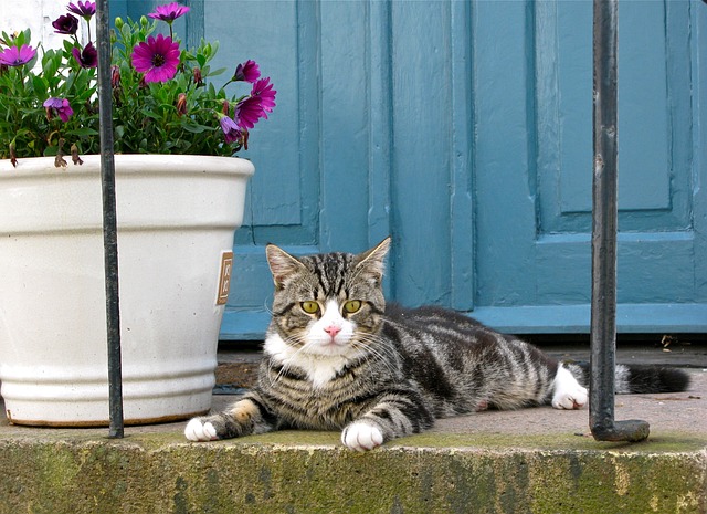 beautiful-orange-tabby-cats-640x480-75594393.jpeg