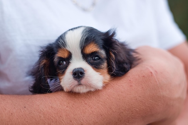 best air purifier for pets