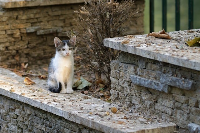 best air purifier for pets