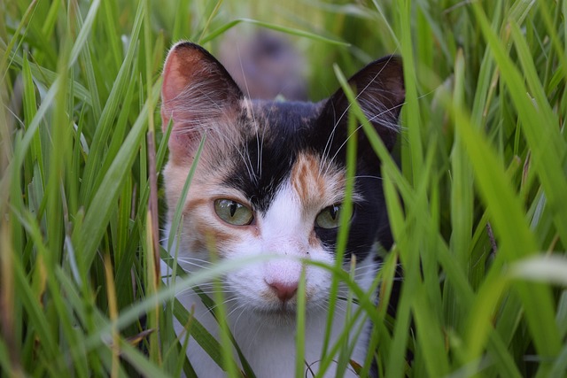 best air purifier for pets